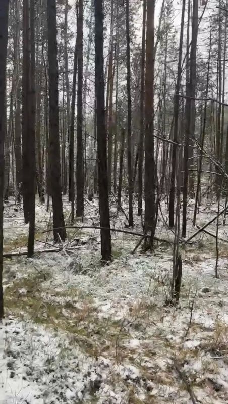 Медведь растерзал сторожа в Красноярском крае Медведь растерзал сторожа в Красноярском крае
