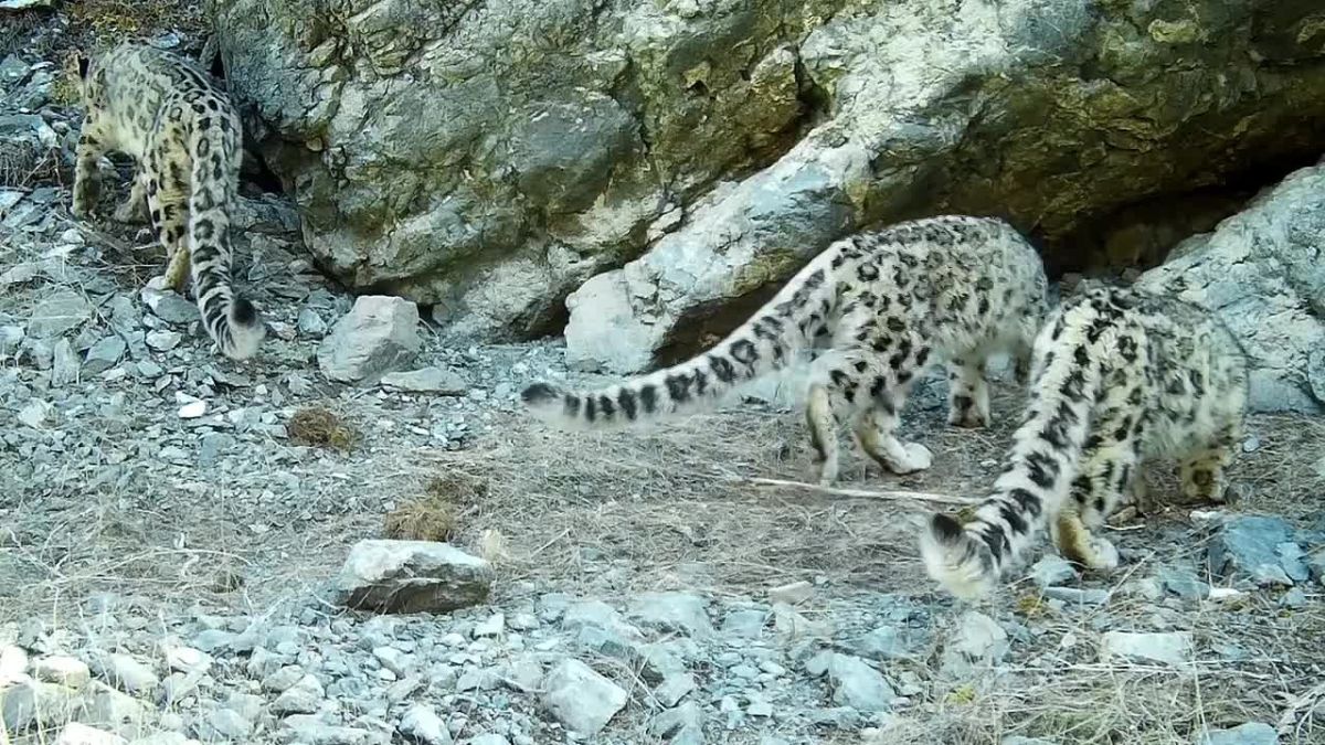 Международный день снежного барса отмечается сегодня