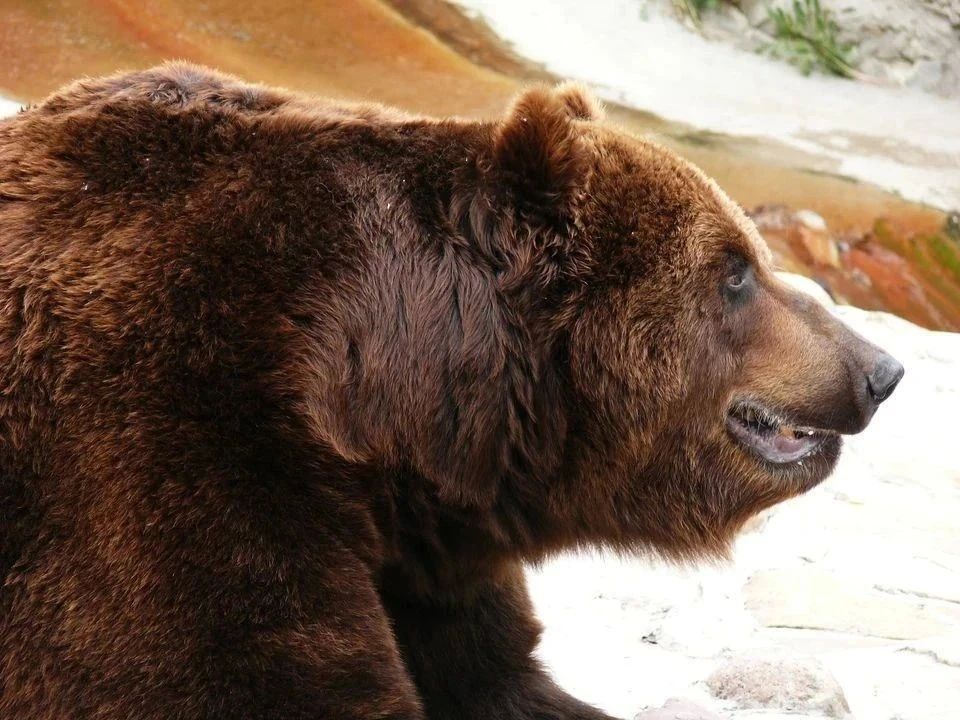 Еще одна жертва нашествия медведей - в Красноярском крае погиб сторож