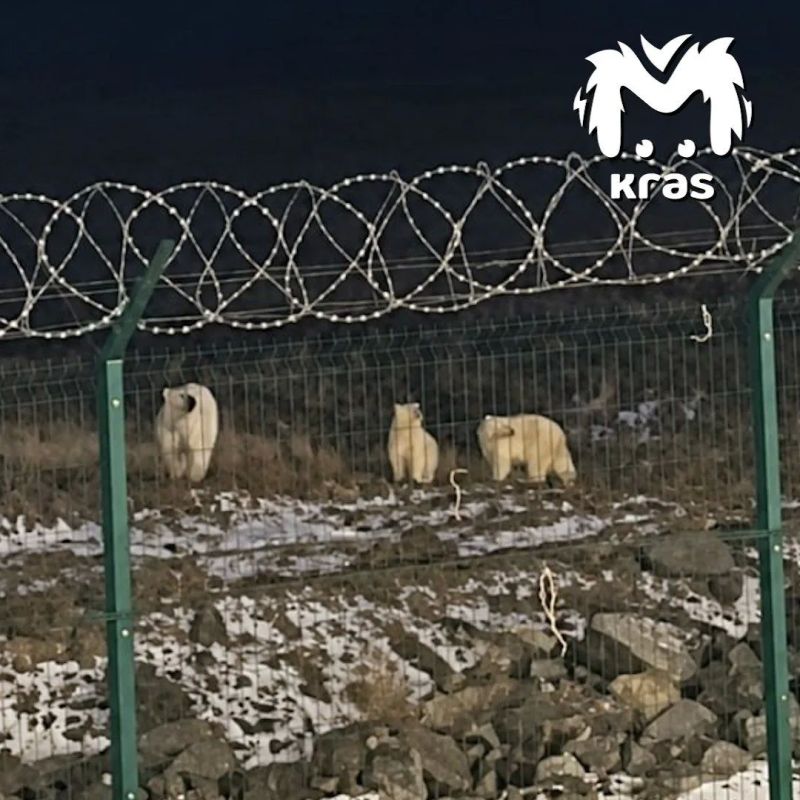 Белый медведь содрал скальп с рабочего на Таймыре