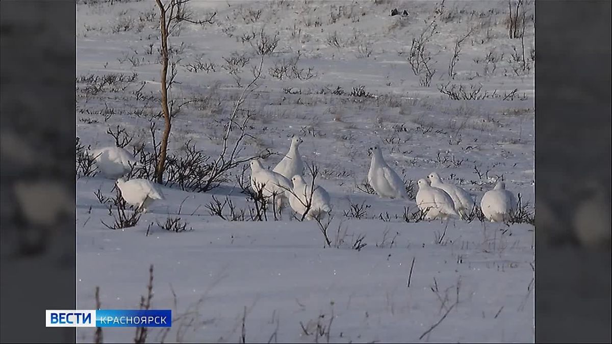 В ноябре «поезд здоровья» побывает на востоке края