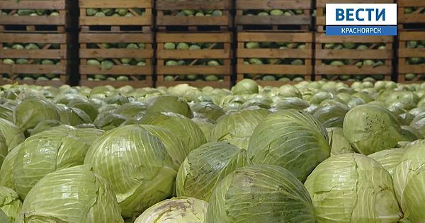 О предварительных итогах уборочной кампании Красноярского края рассказали на телеканале «Вести