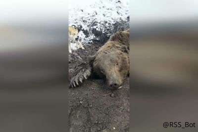 На юге Красноярского края медведь убил лучшего медвежатника региона Виталий Елфимов