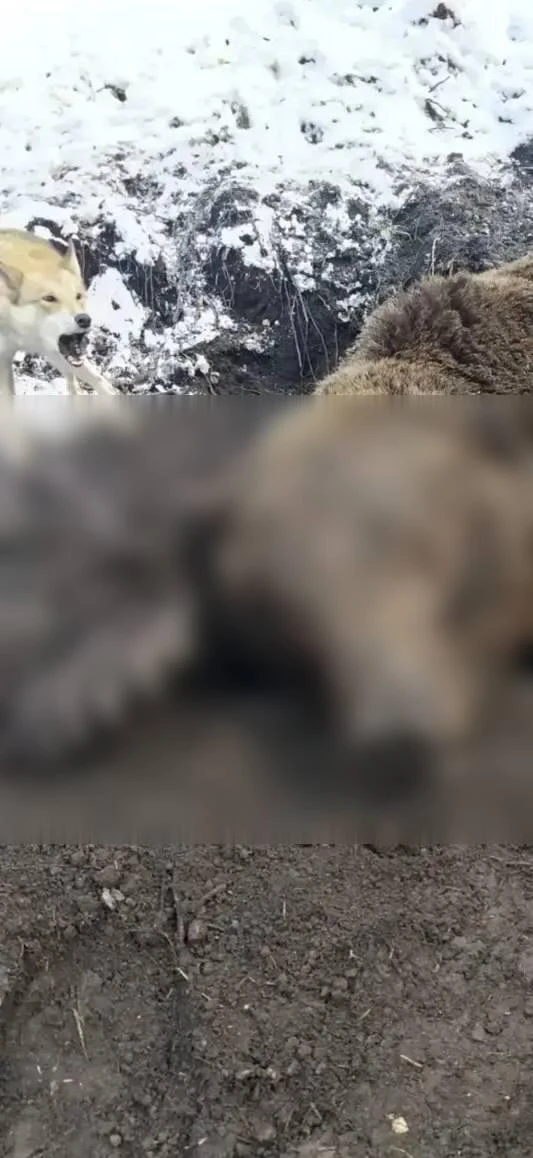 Медведь насмерть загрыз охотника в Курагинском районе