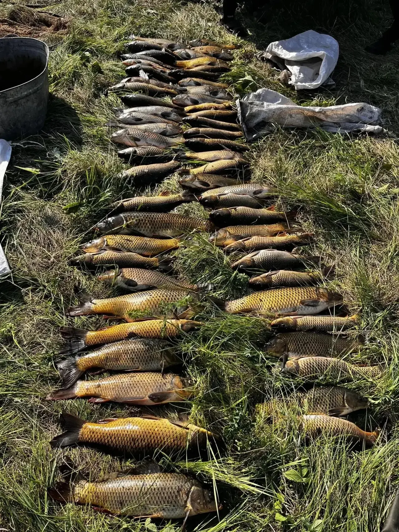 Ночная вылазка за сазаном в нерест: житель Курагинского района наловил 57 рыб и предстанет перед судом