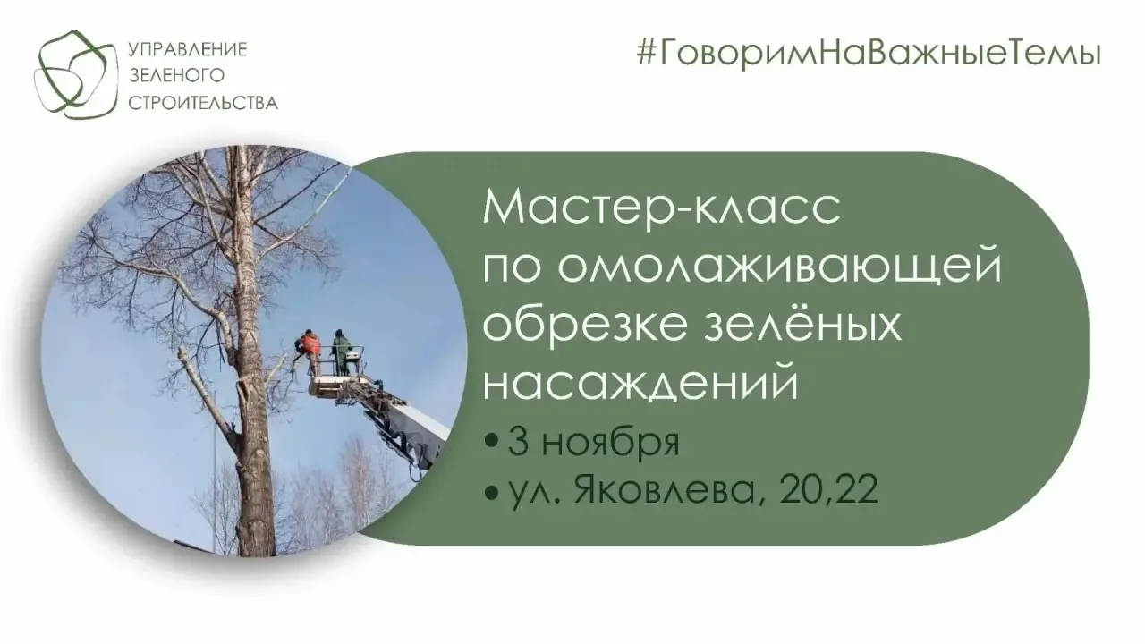Научи озеленителей как надо правильно обрезать деревья в городе